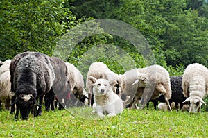 Sheep dog photo