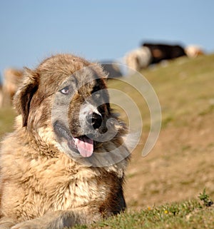 Sheep dog photo