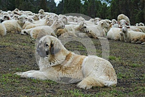 Sheep dog photo