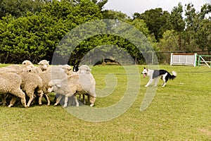Sheep dog