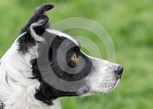 Sheep dog