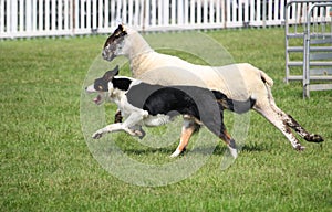 Sheep dog or Border Collie, also known as a Scottish Sheepdog, with distinctive black and white coat, running alongside a black fa