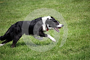 Sheep dog or Border Collie, also known as a Scottish Sheepdog,with distinctive black and white coat, running over grass at speed w