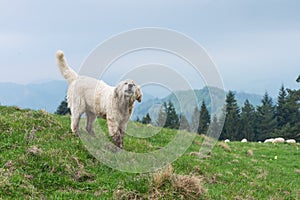Sheep dog guard herd in Polish mountains