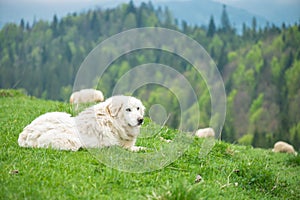 Sheep dog guard herd in Polish mountains