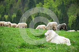 Sheep dog guard herd in Polish mountains