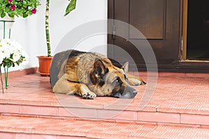 Sheep Dog Having Rest