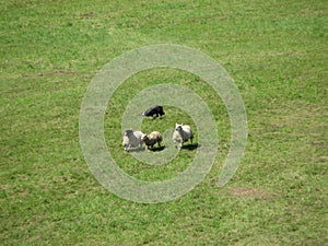 Sheep dog hearding three ewes in field.