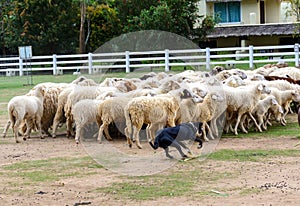 Sheep dog herding