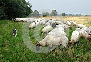 Sheep dog herding demonstration