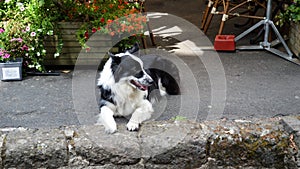 Sheep dog or herding dog