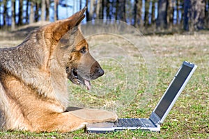 Sheep-dog laying on the grass with laptop