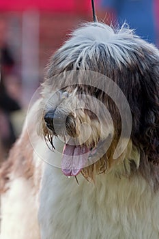 Sheep dog looking at the heard