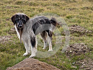 Sheep dog looking at the heard