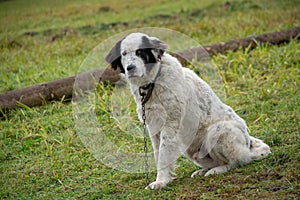 Sheep dog portrait at the farm in Romania mountains