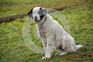 Sheep dog portrait at the farm in Romania mountains