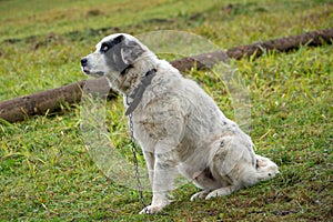 Sheep dog portrait at the farm in Romania mountains