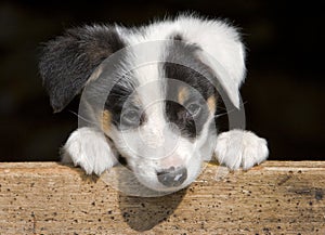 Sheep dog puppy