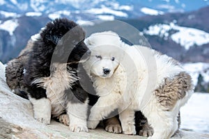 Sheep dog pups in Transylvania winter time