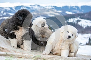 Sheep dog pups in Transylvania winter time