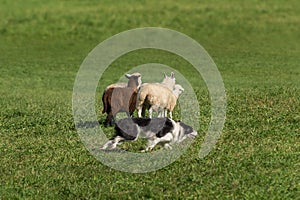 Sheep Dog Races Right Around Sheep Ovis aries photo