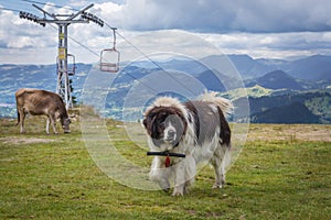 Sheep dog in Romania photo