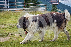 Sheep dog in Romania photo