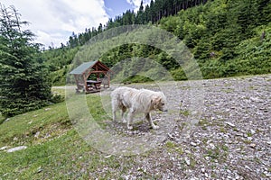 Sheep dog in Romania photo