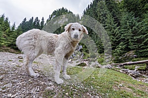 Sheep dog in Romania photo