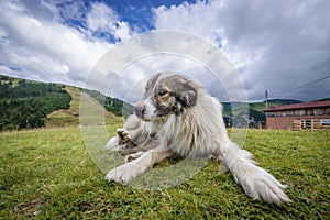 Sheep dog in Romania photo