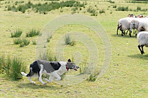 Sheep dog running after Sheep on a Sheep Farm..
