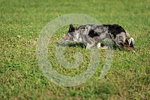 Sheep Dog Runs Left At Herding Trial