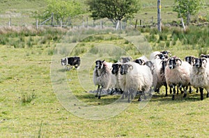 Sheep Dog runs after sheep on farm