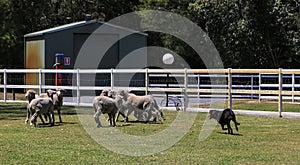 Sheep dog show in paradise country aussie farm,gold coast,australia