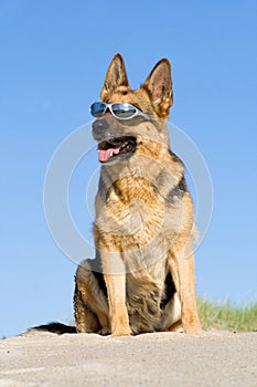 Sheep-dog sitting on the sand beach