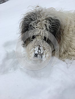 Sheep dog sitting in the snow