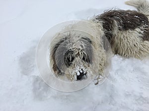 Sheep dog sitting in the snow