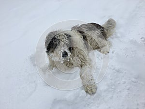 Sheep dog sitting in the snow