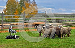 Sheep dog training