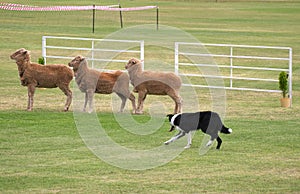 Sheep dog trials sheepdog