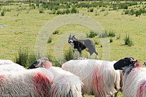 Sheep Dog watches sheep on farm