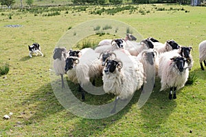 Sheep Dog watches sheep on farm