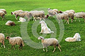 Sheep and dogs on green grass field photo