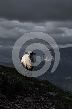 Sheep in the Dolomites - Mountains