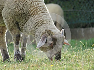 Sheep domestic animal wool milk beautiful grass meat photo