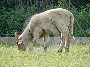 Sheep domestic animal wool milk beautiful grass meat photo