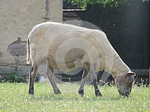 Sheep domestic animal wool milk beautiful grass meat photo