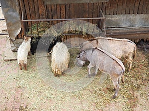 Sheep and donkeys eat hay from the trough at the zoo. Mammals, artiodactyls and equids eat lunch