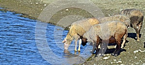 The sheep drink water from the lake