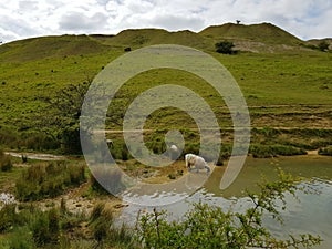 Sheep drinking water from pond between hills